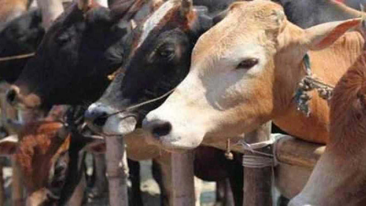 7 held in UP cow slaughter