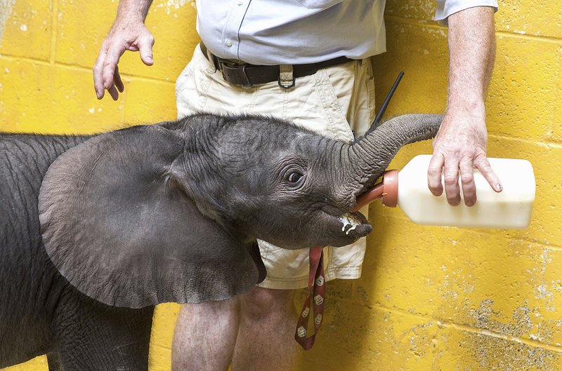 Elephant calf prefers human company to the wild