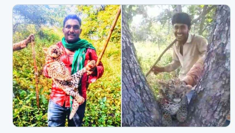 4 villagers torture a leopard cub in Gir forest, case registered – India TV