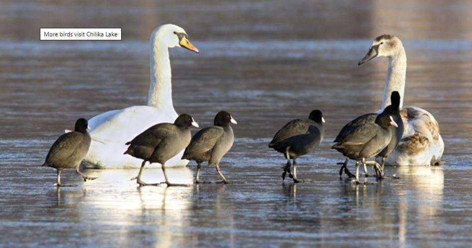 Preliminary report says thousands of birds died due to botulism near Jaipur