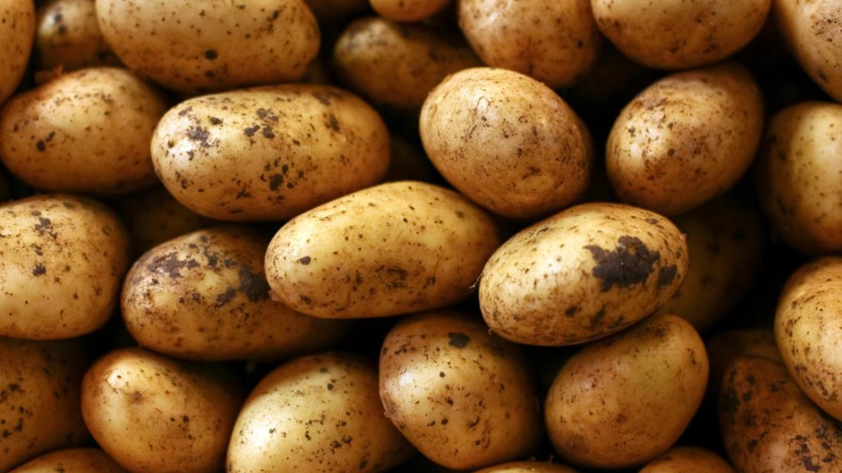 Potatoes better source of carbohydrates for athletes than synthetic gels