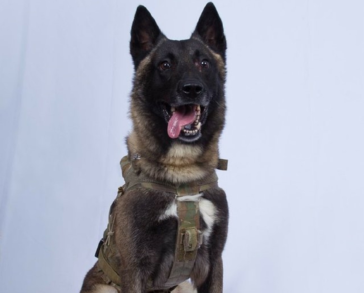 US 'hero' dog who assisted commandos in al-Baghdadi killing to visit White House soon