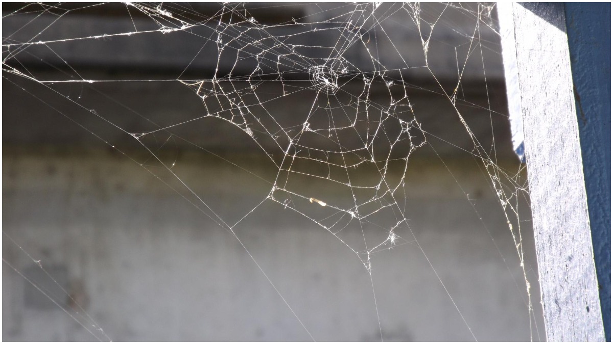 Vastu Tips: Know why spider's web is considered inauspicious and should be  cleaned immediately | Astrology News – India TV