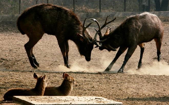 Shiv Sena MP's car runs over deer at Mumbai's Sanjay Gandhi National Park