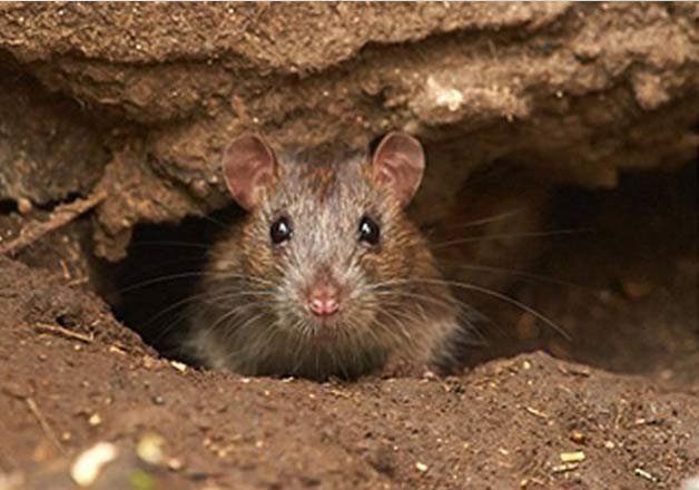 rats  Know the rats that live around you - Telegraph India