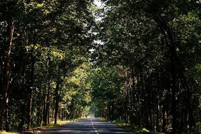 Man saves over 1000 trees with the help of 'God' in Uttar Pradesh