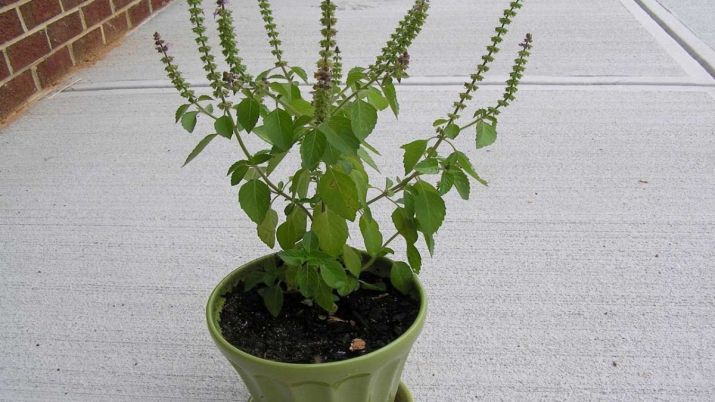 Vastu Tips Tulsi plant enhances positive energy in house India TV