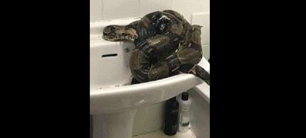 UK woman finds 8-foot-long boa constrictor in her bathroom. You don't want to see the photos