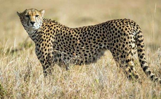 Supreme Court allows introduction of African Cheetah in India – India TV