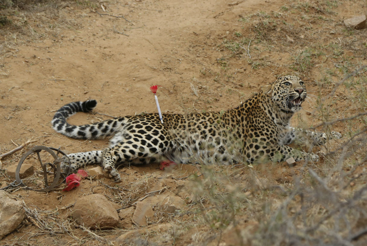 Leopard Spotted Ahmedabad: Leopard Spotted On City's Outskirts