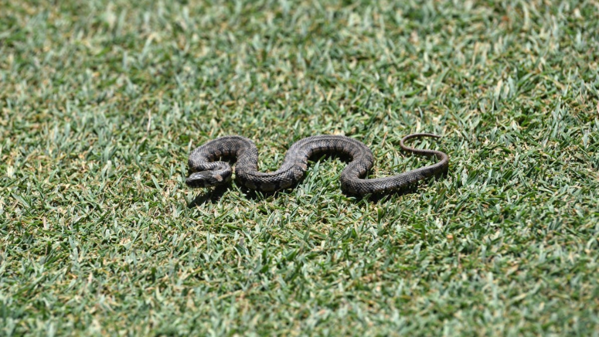 Snake halts play during Sri Lanka cricket match