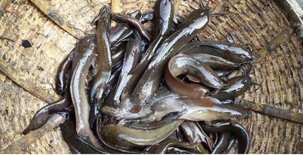 Explained: Why Thai Magur fish in Noida is creating problems | Noida News –  India TV