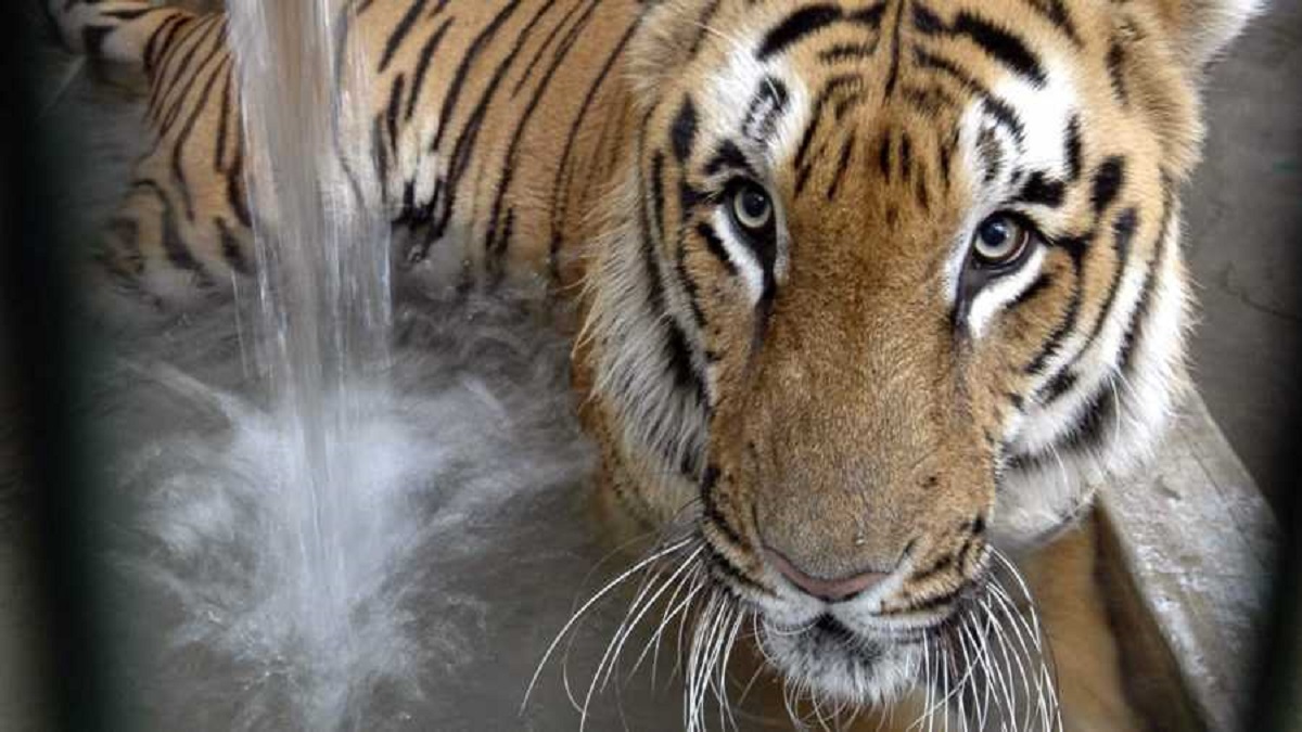 Fresh pugmarks of tigress spotted at Jharkhand-Bengal border | India News –  India TV