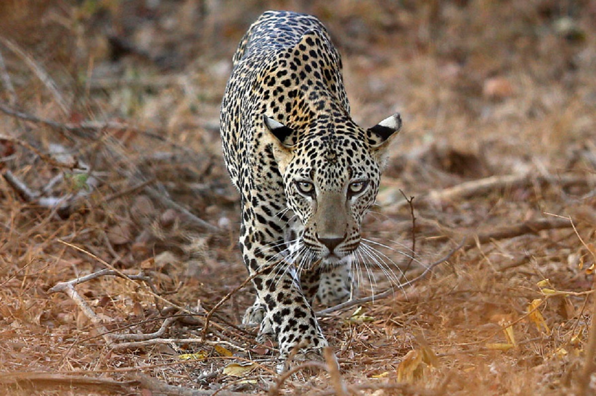 Uttar Pradesh: Leopard enters govt school campus, attacks dog