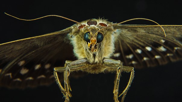 Noise-cancelling scales in moths help evade bats: Study – India TV