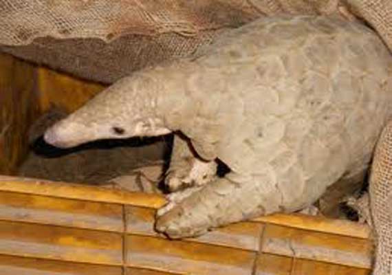 Chinese scientists believe pangolins may've spread coronavirus from bats to humans