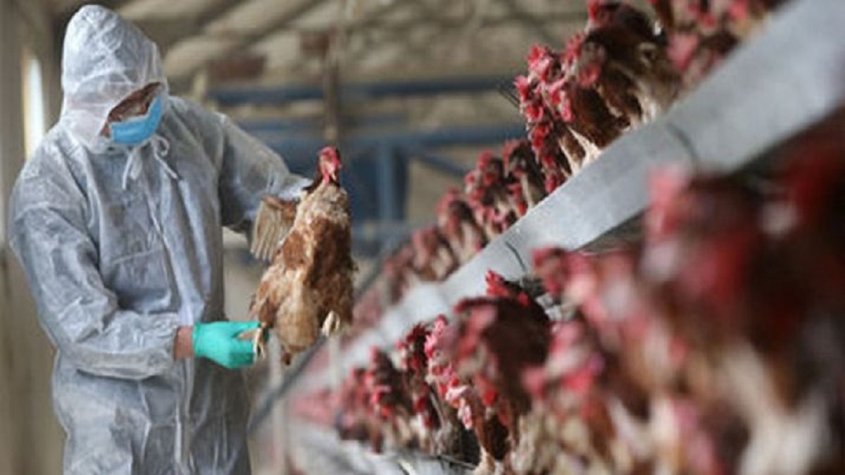 Bird flu hits Kozhikode, over 200 chickens die, high alert in Kerala ...