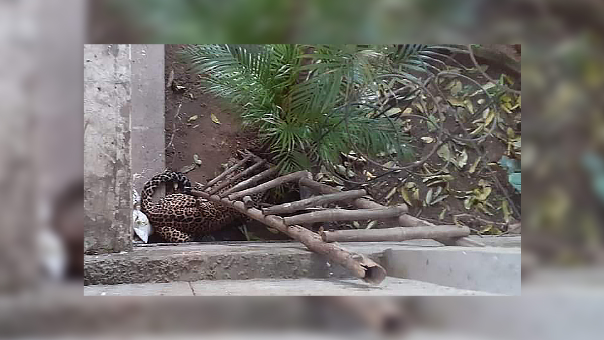 ALERT! Leopard spotted in Chandigarh sector 5 residential area, residents asked to stay indoors