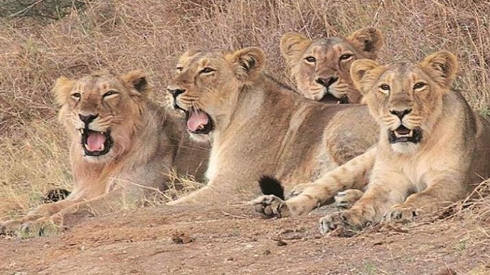 Eight lions captured near Gujarat's Jetpur