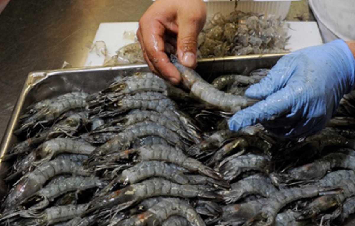 Indian seafood exports to grow as Japan lifts inspection order for shrimp