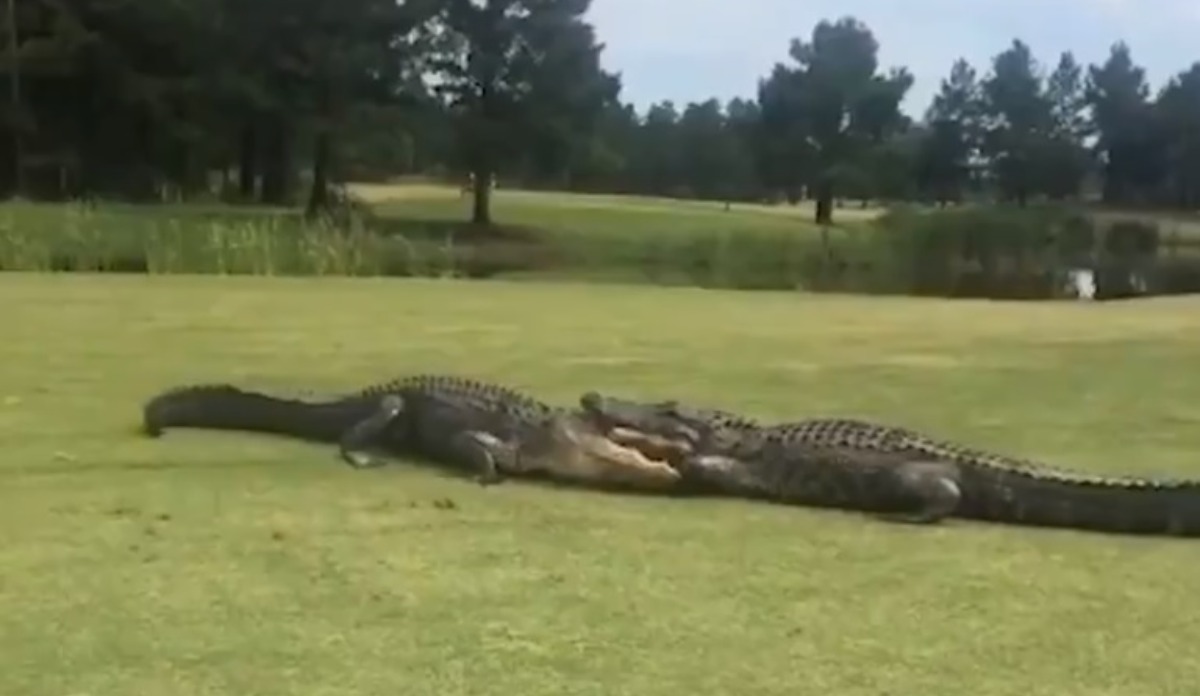 Giant alligators engage in fight on golf course in South Carolina ...