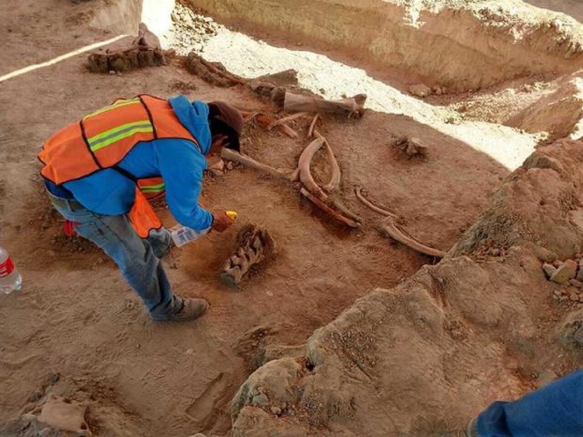 Giant graveyard of 60 mammoths discovered outside Mexico