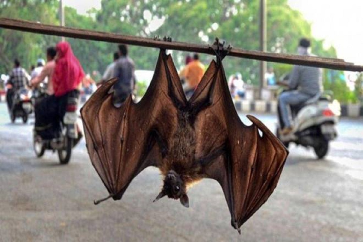 Decoded: How bats carry coronavirus without getting sick