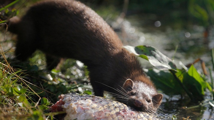 Mink are latest animals to contract COVID-19