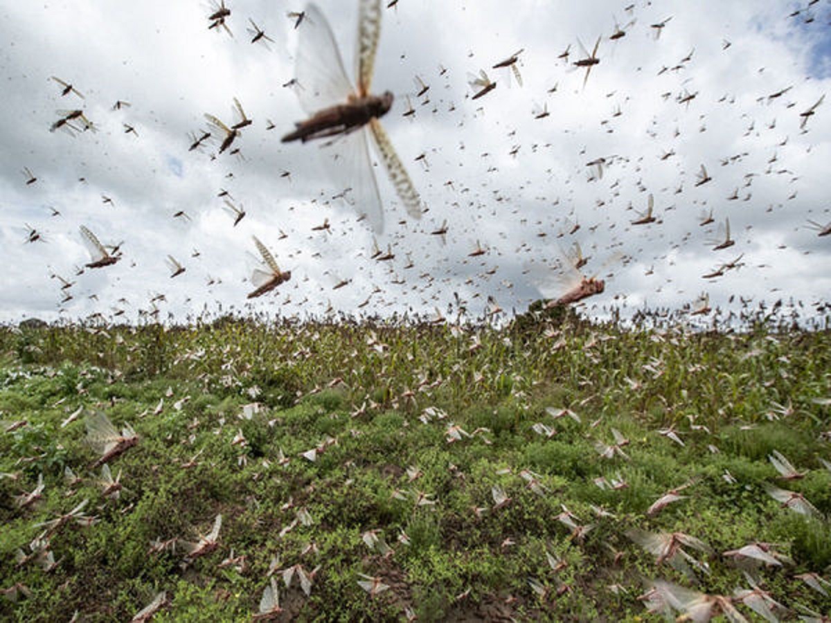 After MP, Rajasthan, army of locusts now attacks UP districts