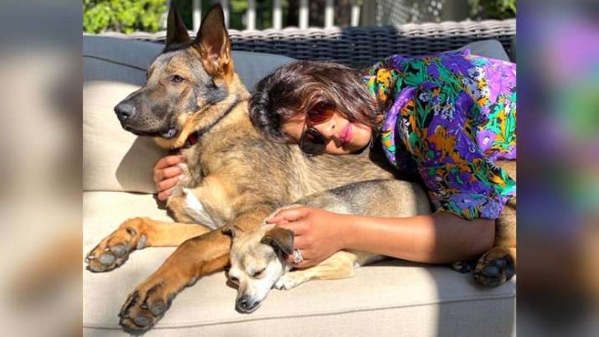 Is Priyanka Chopra's Dog the Most Fashionable Pet in Hollywood