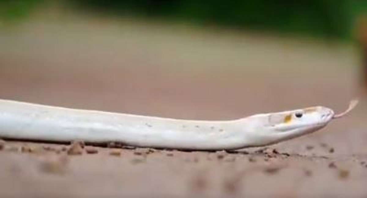 Very rare white albino python recovered from residence in Karnataka. Watch  Video | India News – India TV