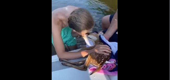 Video | Good samaritans revive baby deer found drifting in lake, use CPR to save animal's life