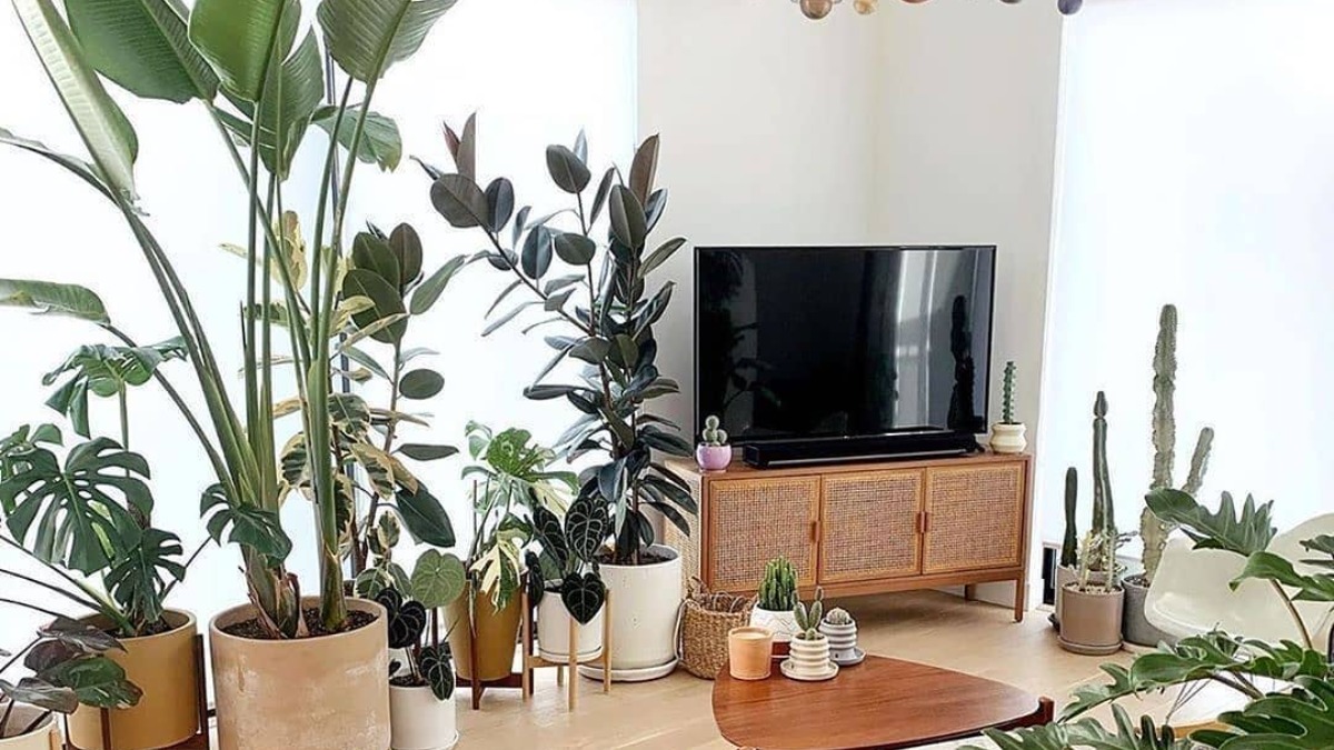 World Environment Day 2020: 5 indoor plants that will purify air in your home World Environment Day 2020: 5 indoor plants that will purify air in your home