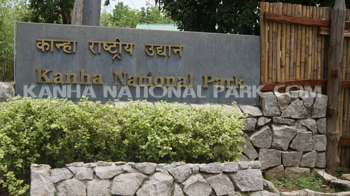 Kanha National Park in Madhya Pradesh reopens for tourists amid coronavirus situation | India News – India TV