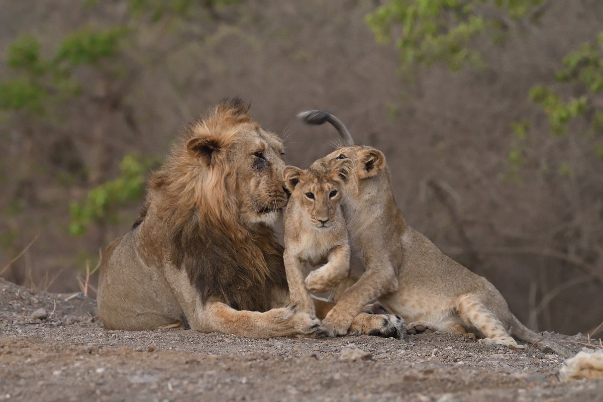 Good News: Gujarat's majestic Asiatic lion count rises to 674 – India TV