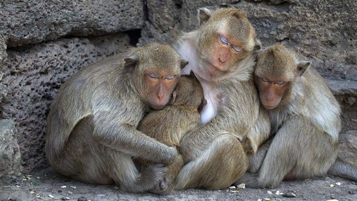 13 monkeys found dead on reservoir in Assam (Representational Image)