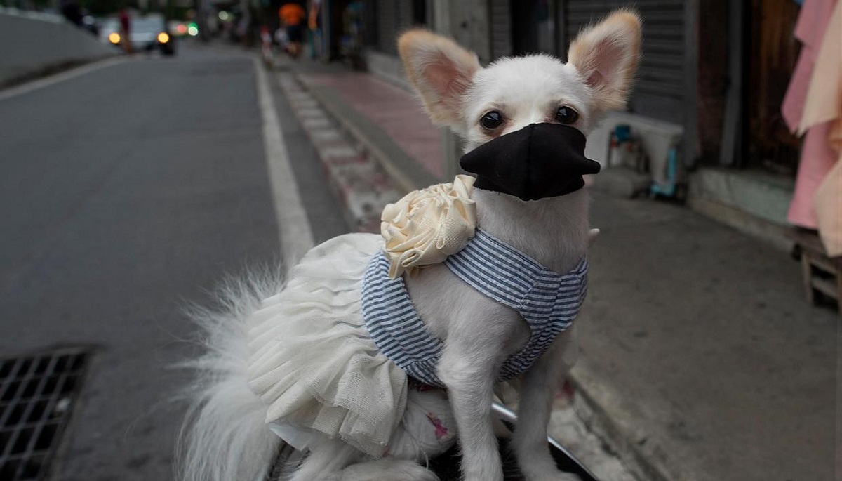 Dog in Georgia tests positive for virus that causes COVID-19