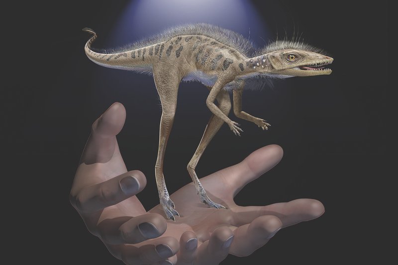 Meet Kongonaphon kely, a pocket sized dinosaur smaller than your cellphone