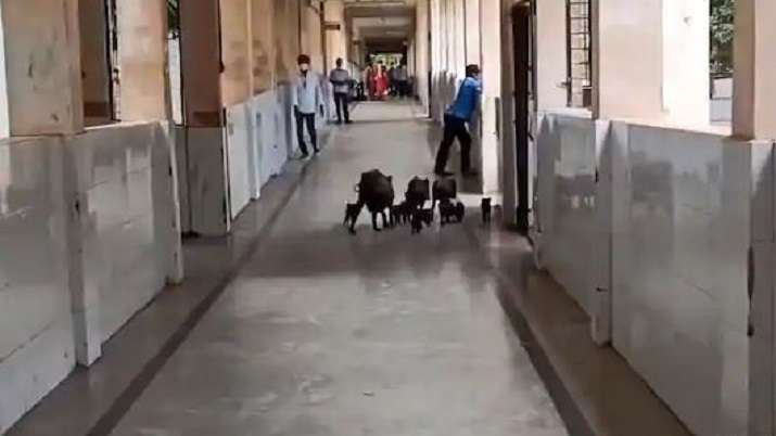 Pigs found roaming in COVID-19 hospital corridor in Karnataka