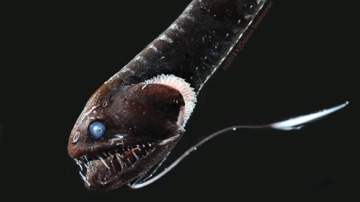 Ultra-black fishes in darkest parts of ocean found. Check these ...
