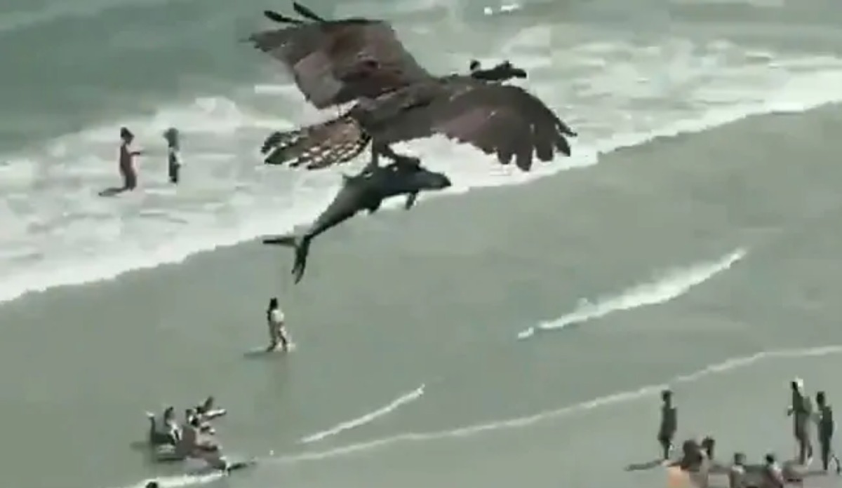 Huge bird flies over US beach with 'shark' gripped in its claws. Video leaves netizens stunned