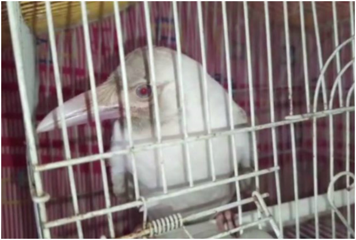 Rare White Crow spotted Odisha Jharsugada | India News – India TV