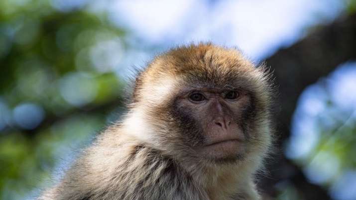 Researchers unearths 13-million-year-old fossil ape in Uttarakhand