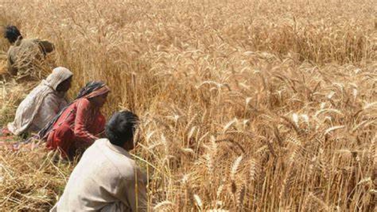 Govt hikes MSP for Rabi crops like wheat and gram