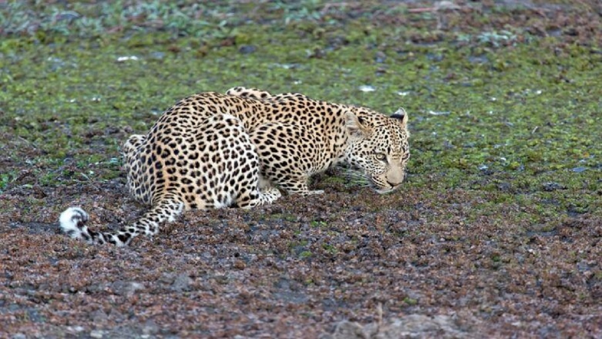 Leopard spotted in NTPC premises in Greater Noida