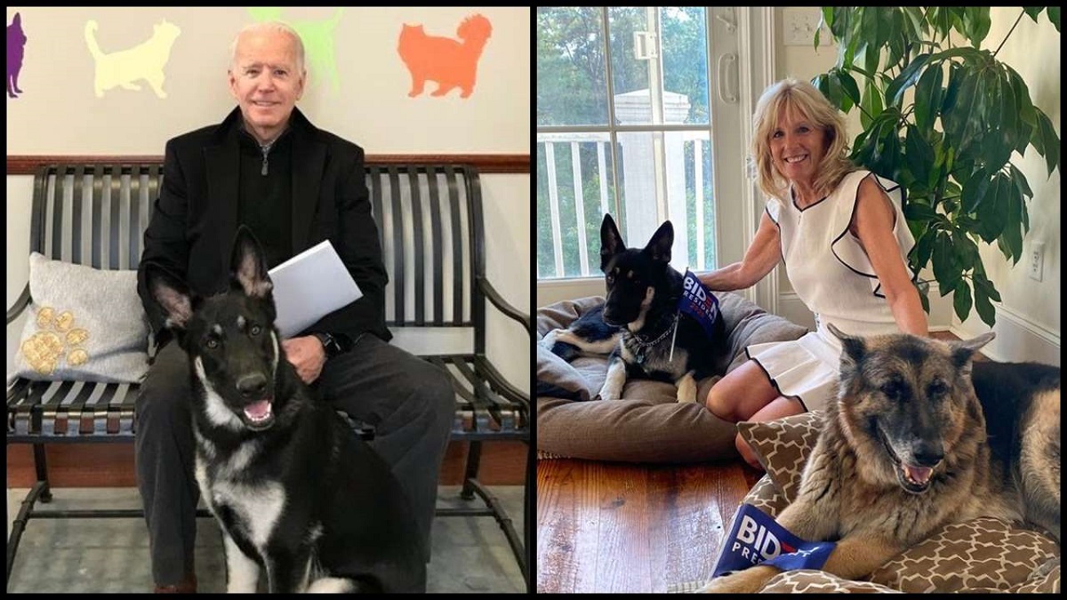 Joe Biden to bring ‘DOTUS-Dogs of the United States’ Major and Champ to White House