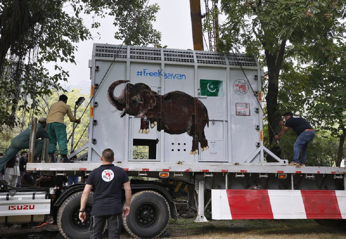 Pakistani wildlife workers and experts from the international animal welfare organization Four Paws, secure a crate carrying an elephant named Kaavan on a truck before transporting him to a sanctuary in Cambodia, at the Marghazar Zoo in Islamabad, Pakistan, Sunday, Nov. 29, 2020. Kavaan, the world's loneliest elephant, became a cause celebre in part because America's iconic singer and actress Cher joined the battle to save him from his desperate conditions at the zoo.