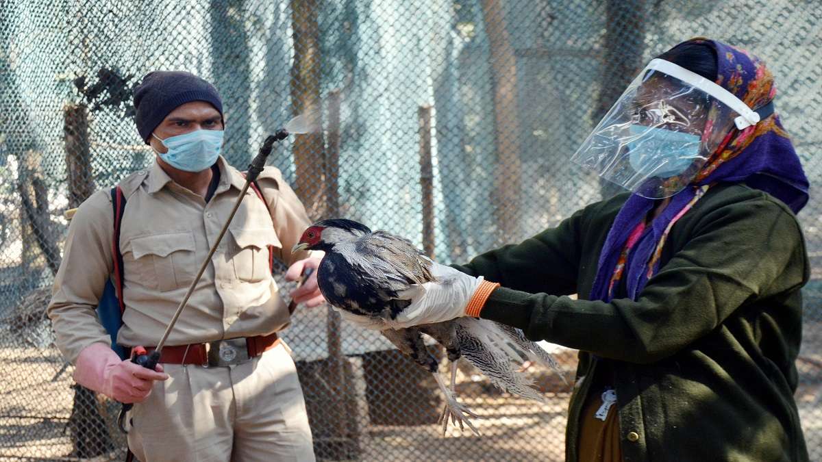 What is Avian influenza bird flu symptoms treatment all you need to know India TV