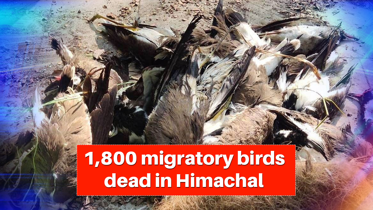 Bird flu: 1,800 migratory birds found dead in Himachal, outbreak reported in four states now