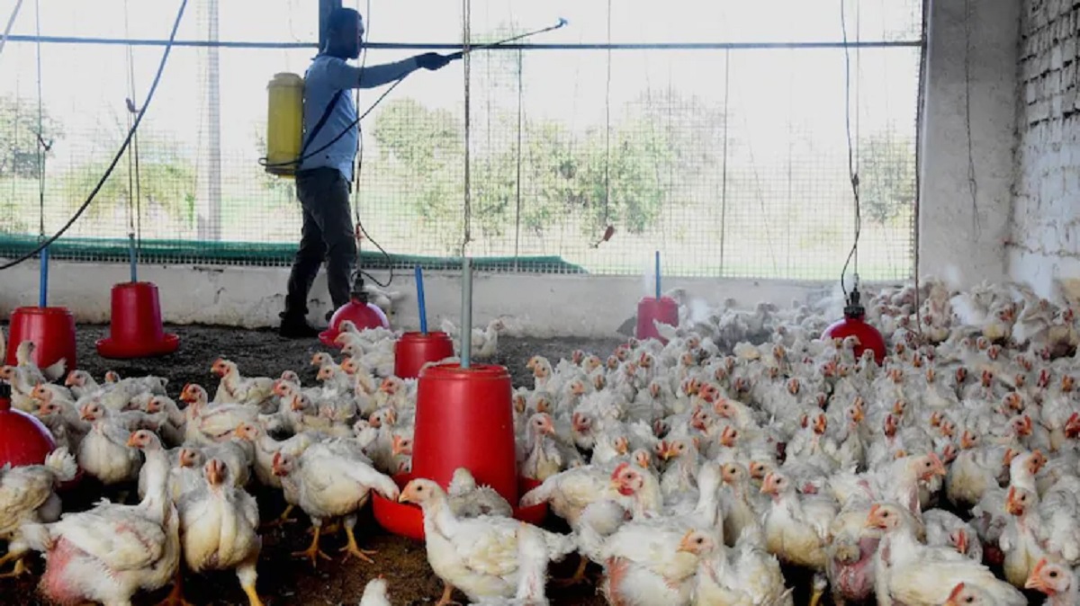 Bird flu outbreak: Civic officials to monitor meat shops in Delhi; NDMC to  start helpline | India News – India TV